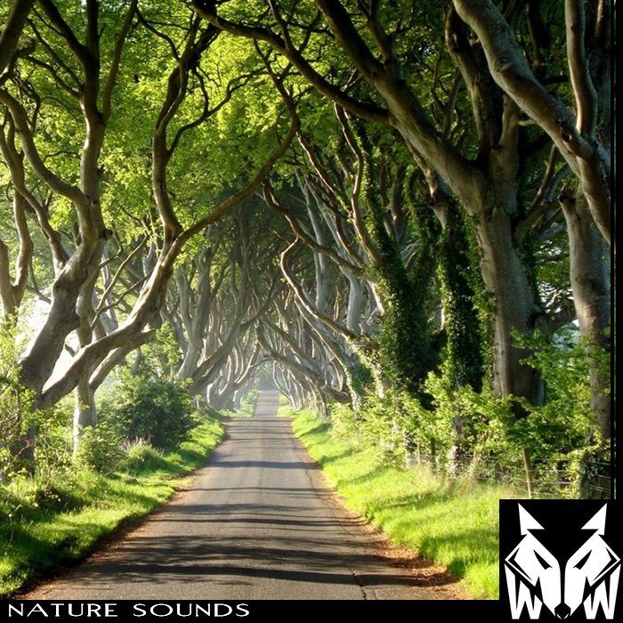 West Wolf – Nature Sounds (WAV)